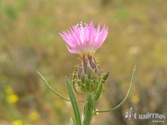 Centaurea aspera