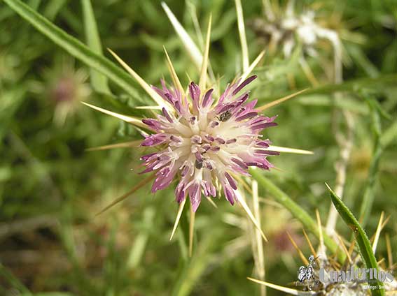 Centaurea Calcitrapa