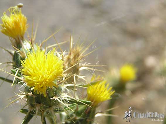 Centaurea Melitensis