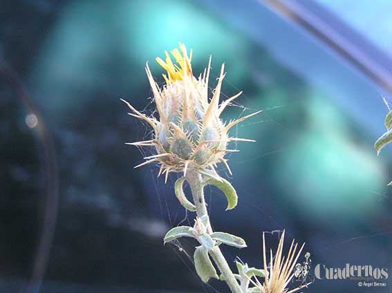 Centaurea Ornata