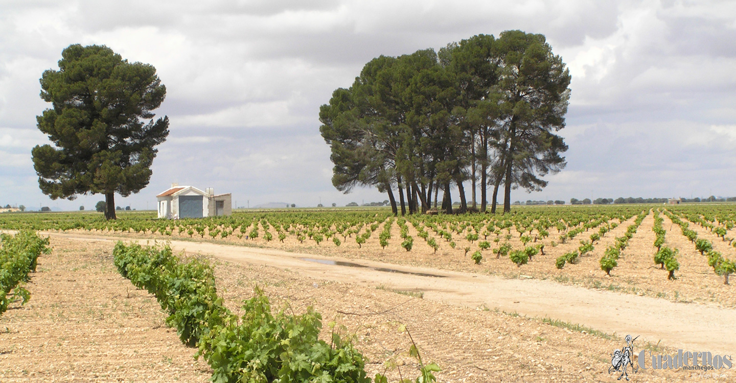 Castilla-La Mancha cierra la campaña vitivinícola 2022-2023 con una facturación de 882 millones de euros, 42 más que en la anterior 