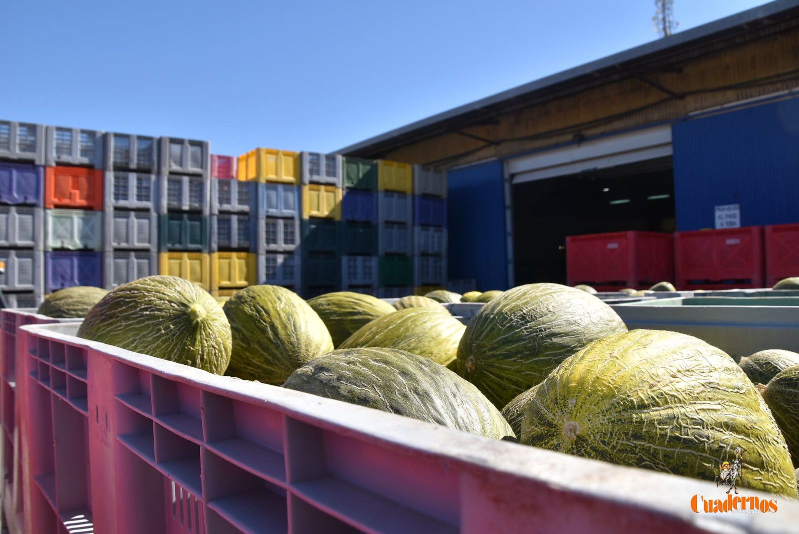 Cooperativas Agro-alimentarias Castilla-La Mancha hace balance de la campaña del melón y la sandía y destaca la baja rentabilidad para el agricultor 