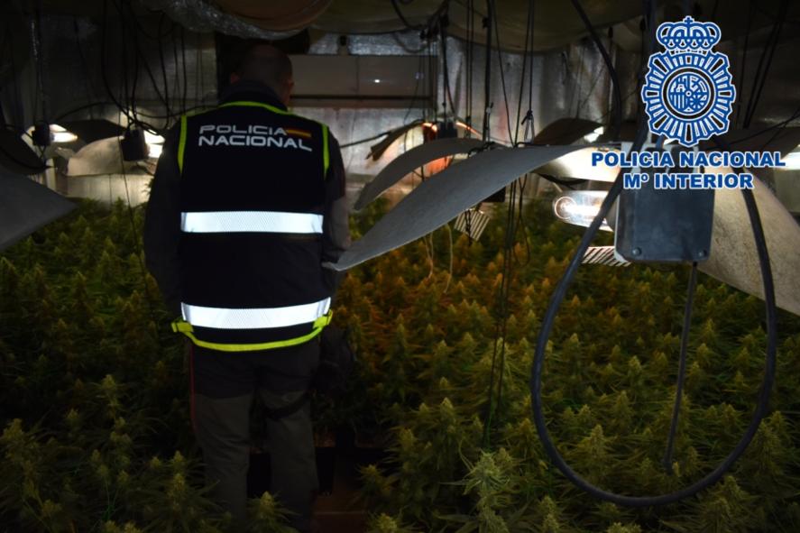 La Policía Nacional desmantela una plantación de marihuana en Alcázar de San Juan