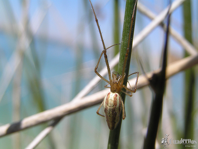 Araña de patas de peine