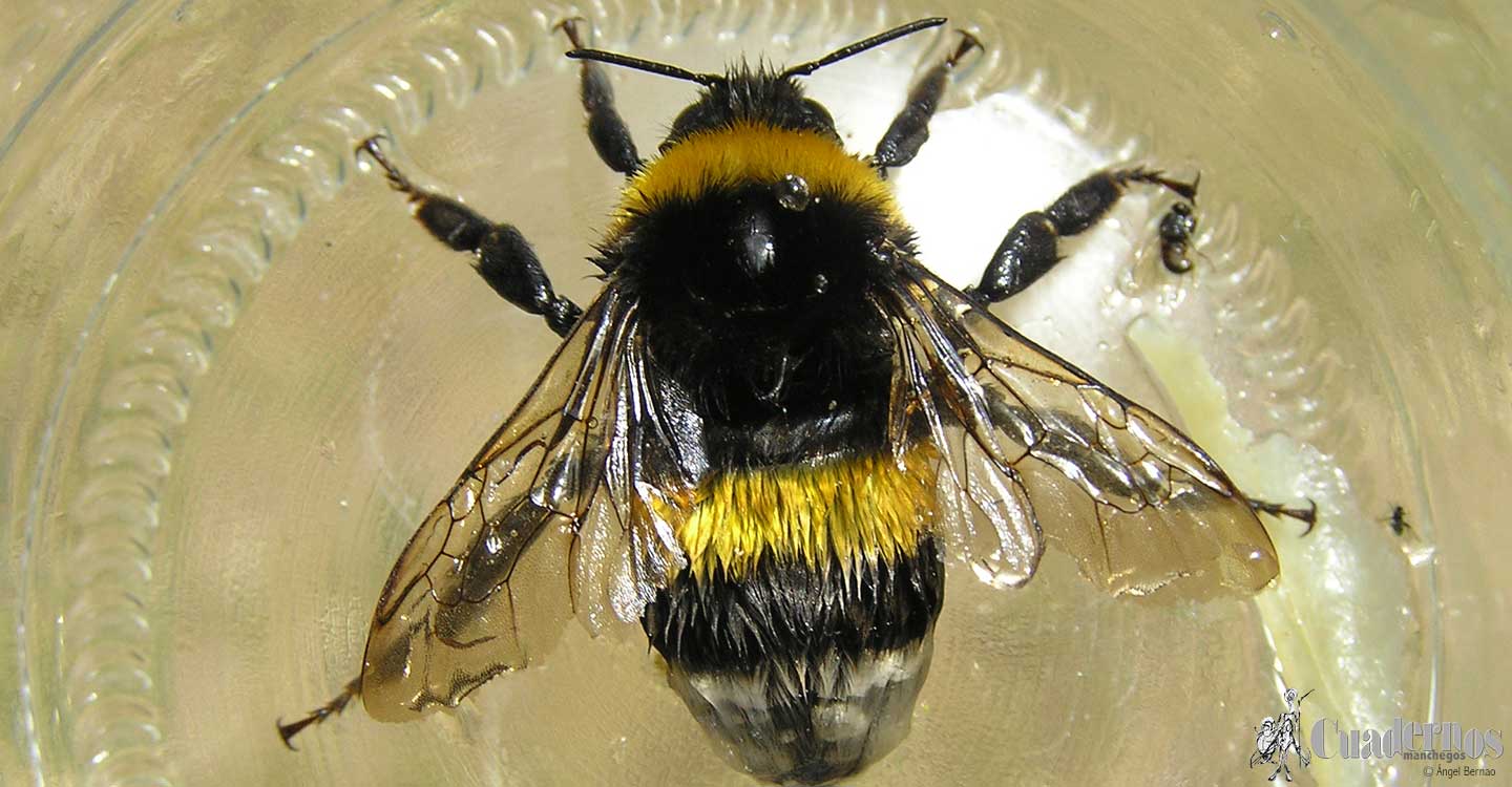 Descubre el Parque Natural de las Lagunas de Ruidera: Insectos (1)