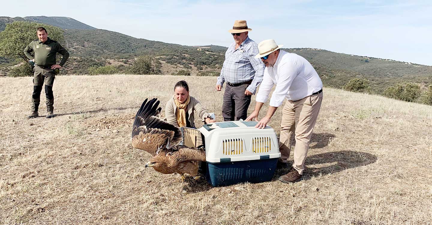 Devuelta al medio natural un águila imperial tras pasar por el Centro de Recuperación de Fauna “El Chaparrillo”, adscrito a Desarrollo Sostenible