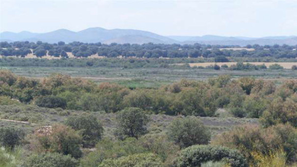 Ecologistas en Acción CLM: “En el 50 aniversario del PN Tablas de Daimiel, las Tablas se mueren”