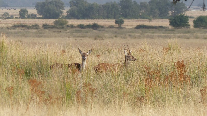 Ecologistas en Acción Castilla-La Mancha: El plan de gestión de ungulados permite la vuelta de la caza al parque nacional de Cabañeros