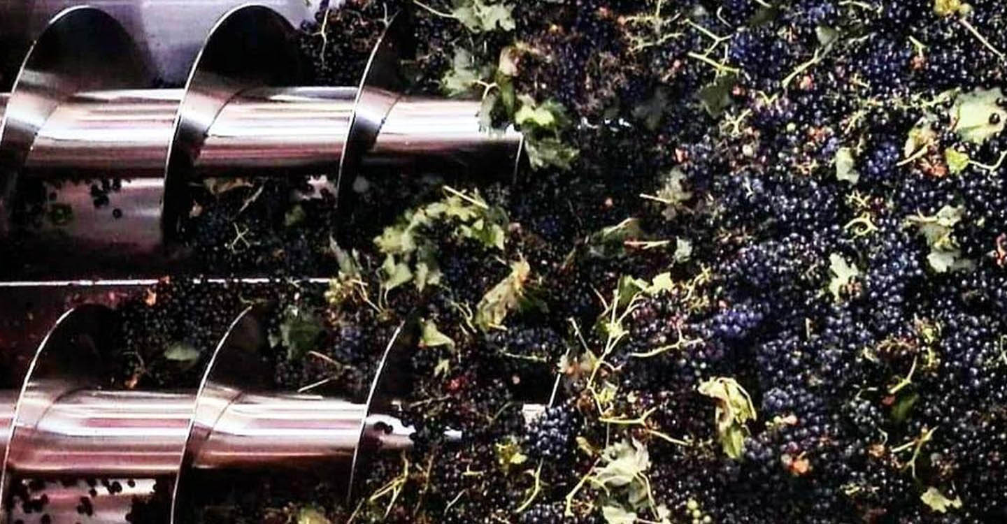 El Progreso recogerá más de 60 millones de kilos de uva la presente vendimia, que tiene previsto acabar esta semana