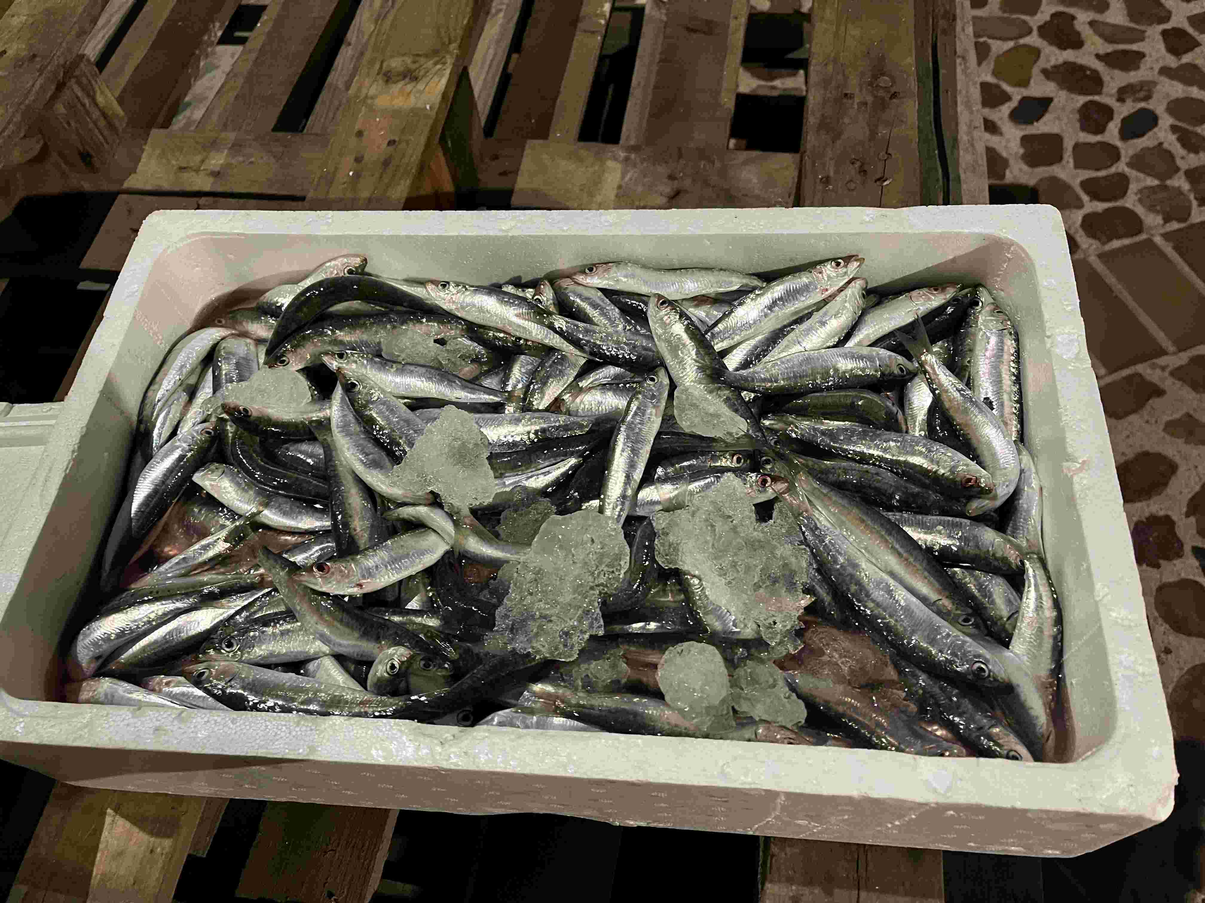 entierro sardina en Corral de Calatrava