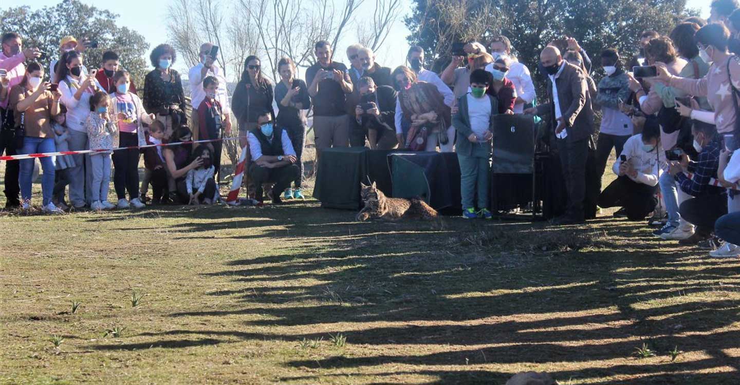 El Gobierno de Castilla-La Mancha asienta la mayor población de linces ibéricos de su historia a través de sus programas de reintroducción con 473 ejemplares 