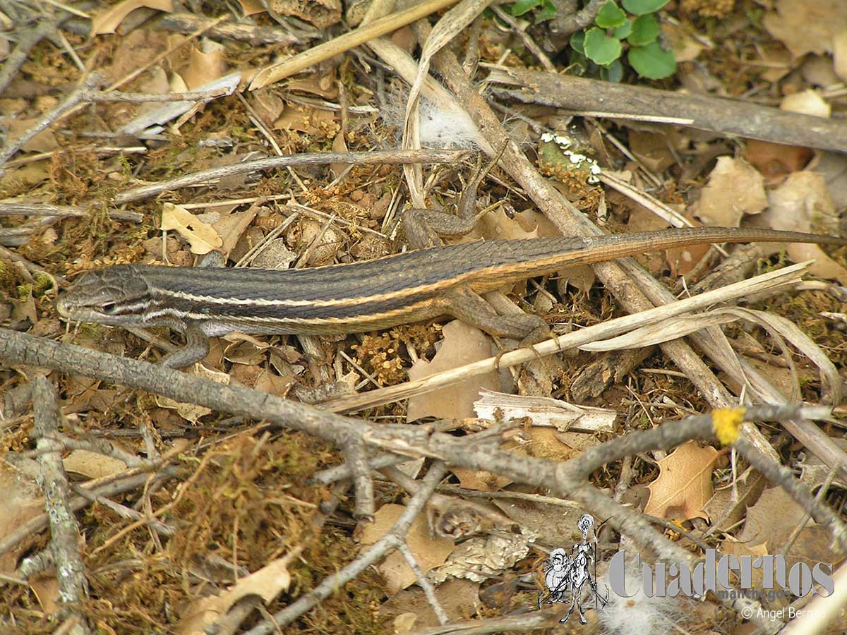 Lagartija colilarga