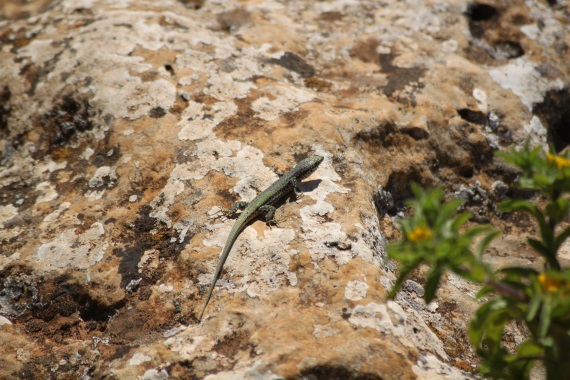 Lagartija Ibérica