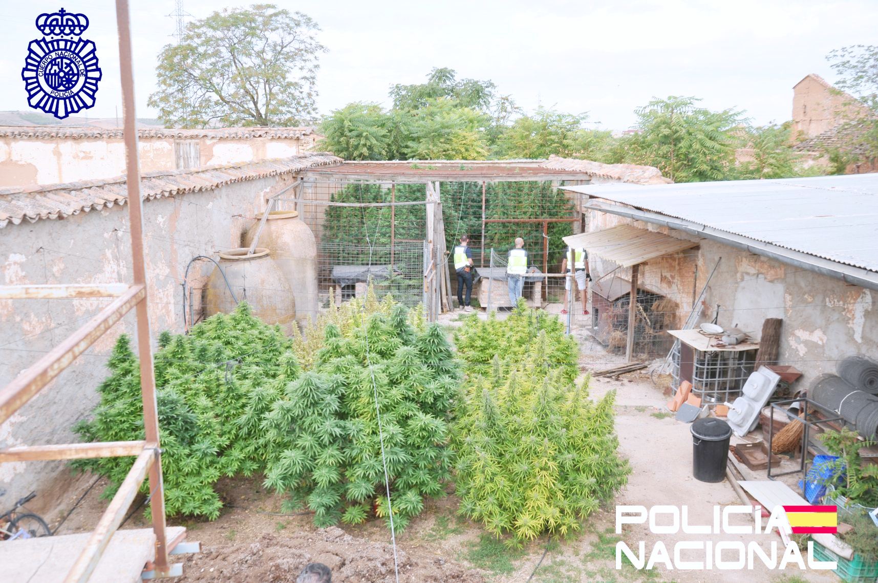 La Policía Nacional desmantela una plantación de marihuana en el patio de una vivienda de Valdepeñas