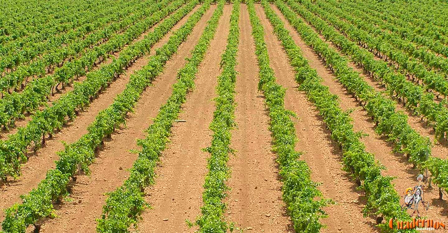 Más de 50 autobuses con agricultores y ganaderos saldrán de la provincia de Ciudad Real para manifestarse el próximo 20 de marzo en Madrid