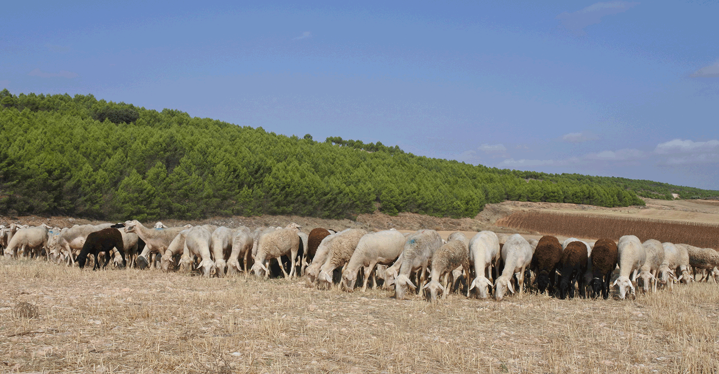 Más de 3.000 agricultores y ganaderos profesionales reciben 3,9 millones de euros de ayudas en Ciudad Real