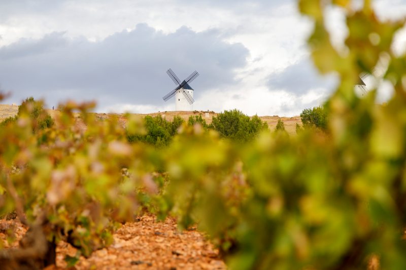 DO La Mancha participará en el Día Movimiento Vino DO