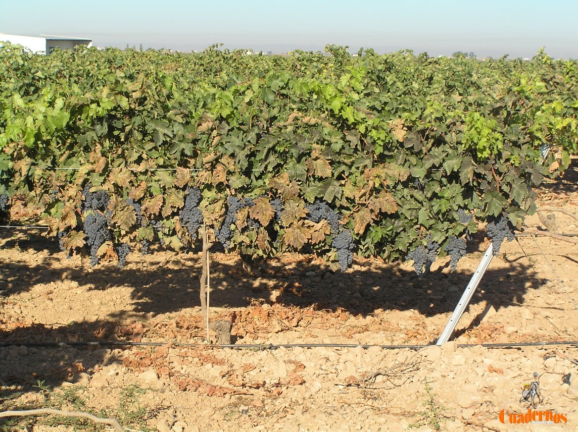 Castilla-La Mancha abona nueve millones de euros a cerca de 14.000 agricultores y ganaderos de la provincia de Ciudad Real