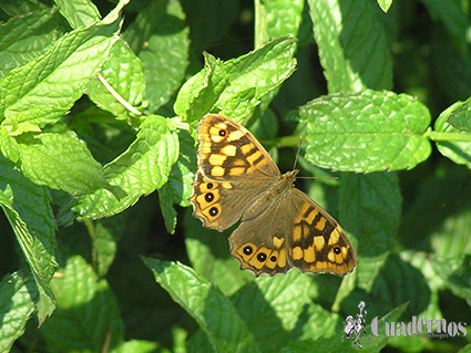 Escarabajos longicornios