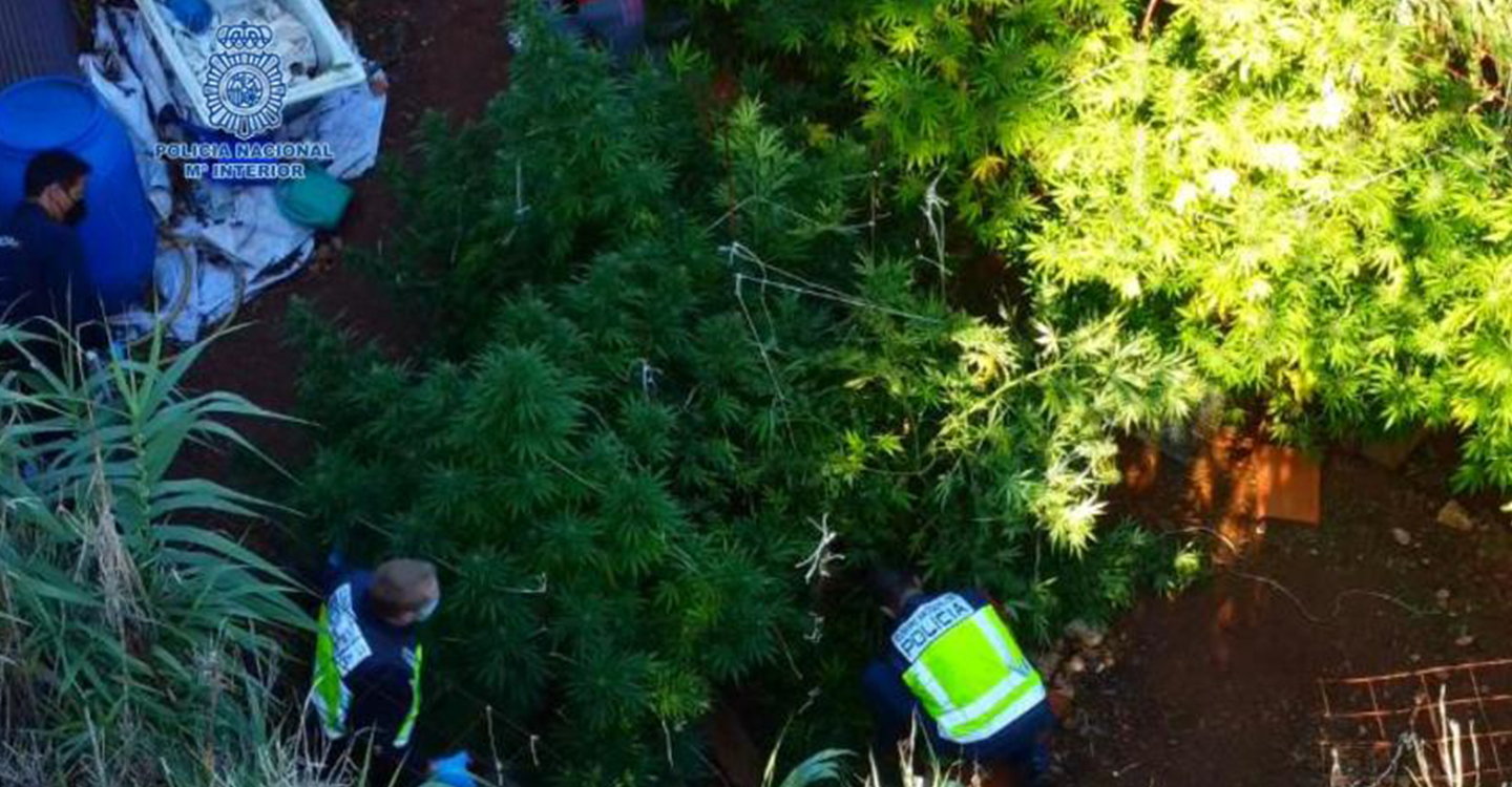 La Policía Nacional desmantela dos plantaciones de marihuana en La Poblachuela y Carrión de Calatrava 