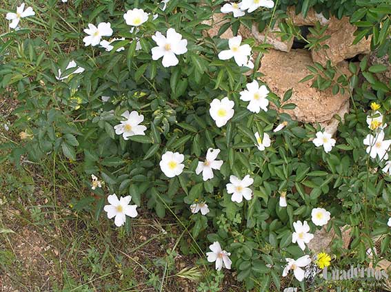 Rosa Canina