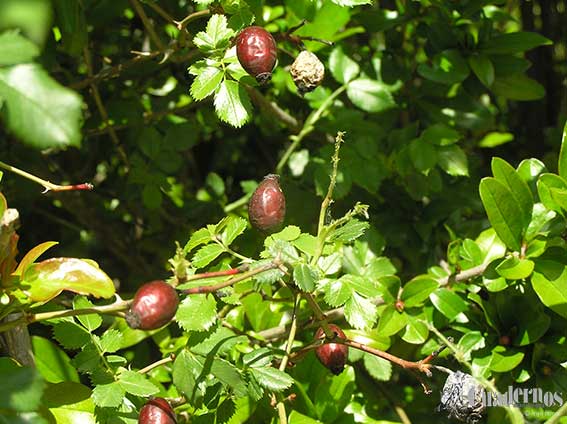 Rosa Canina