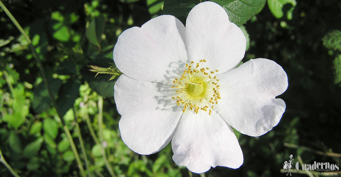 Plantas silvestres : Rosa canina L.