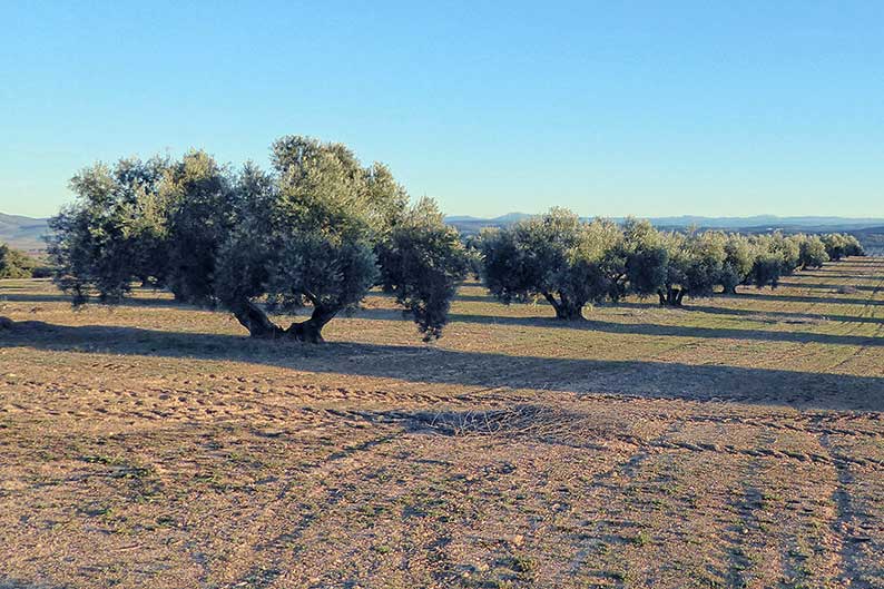 Plataforma Sí a la Tierra Viva  denuncia que el proyecto de Quantum Minería para explorar tierras raras en Ciudad Real es incompatible con la protección del medioambiente y carece de licencia social