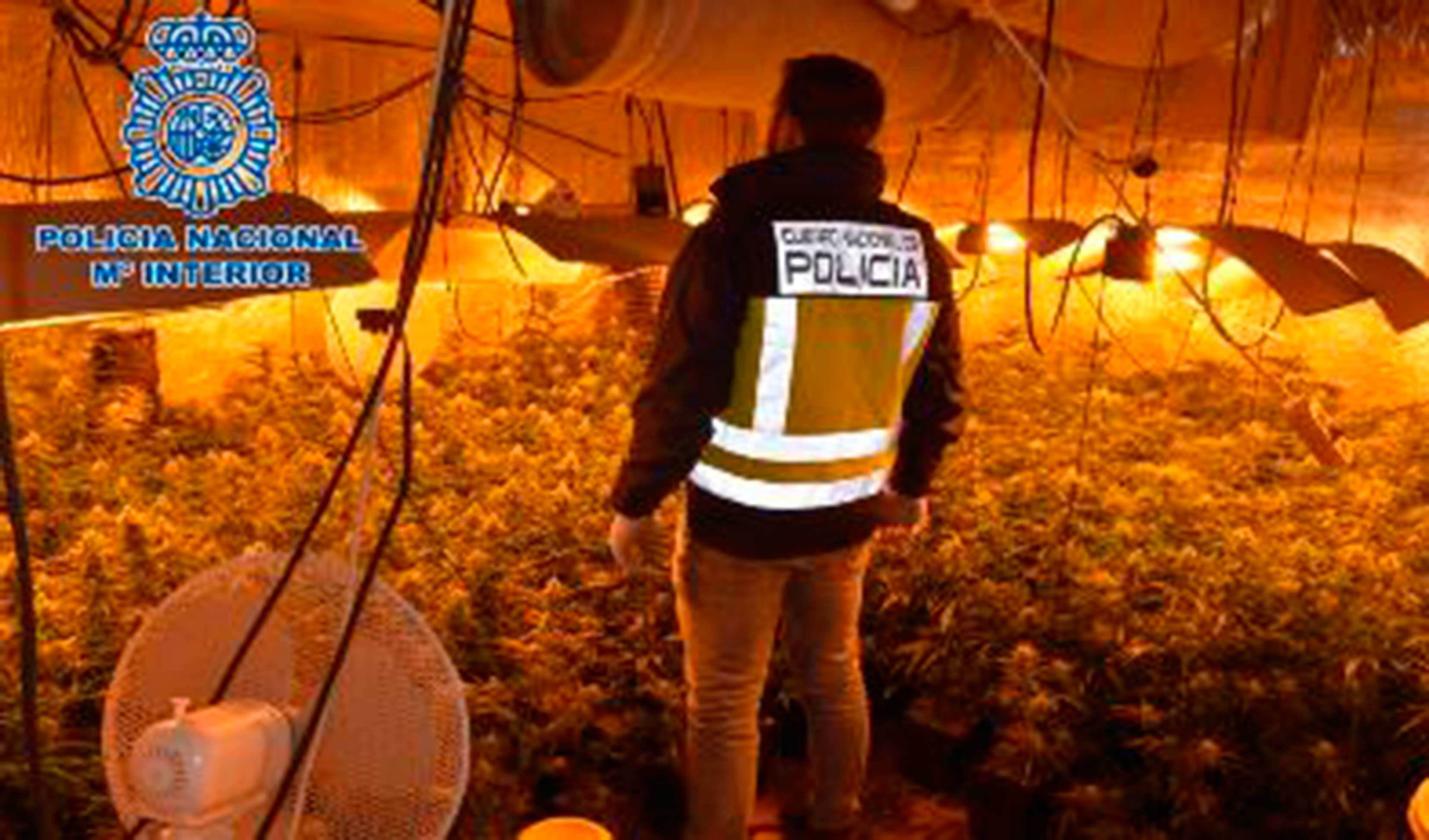La Policía Nacional desmantela una plantación de marihuana en Alcázar de San Juan