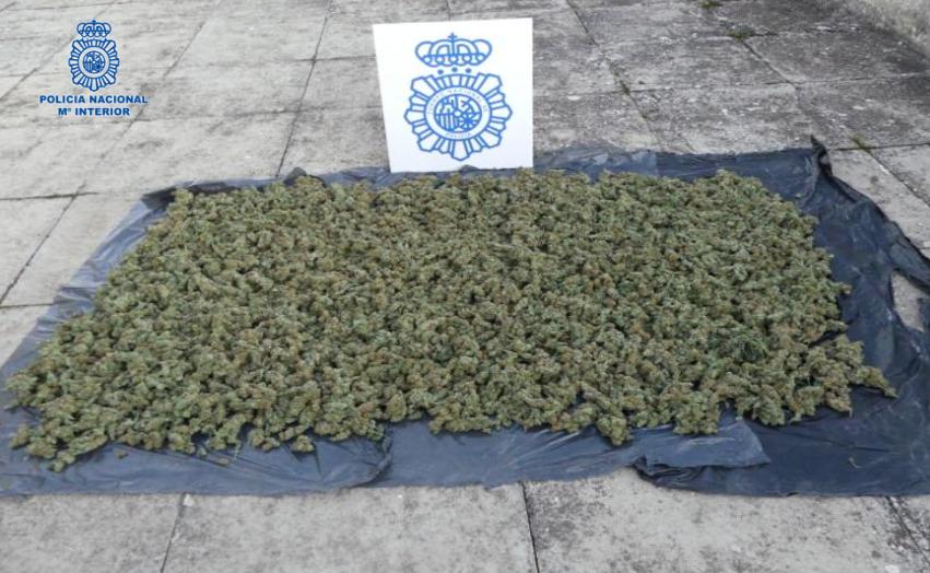 Marihuana Puertollano