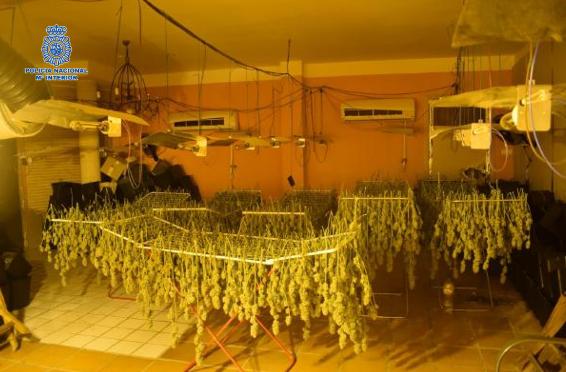 La Policía Nacional desmantela cuatro cultivos indoor de marihuana en una operación que se ha saldado con 12 detenidos y 915 plantas decomisadas