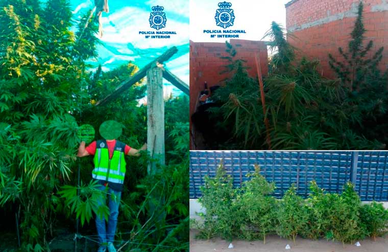 La Policía Nacional desmantela dos plantaciones de marihuana en la provincia de Ciudad Real