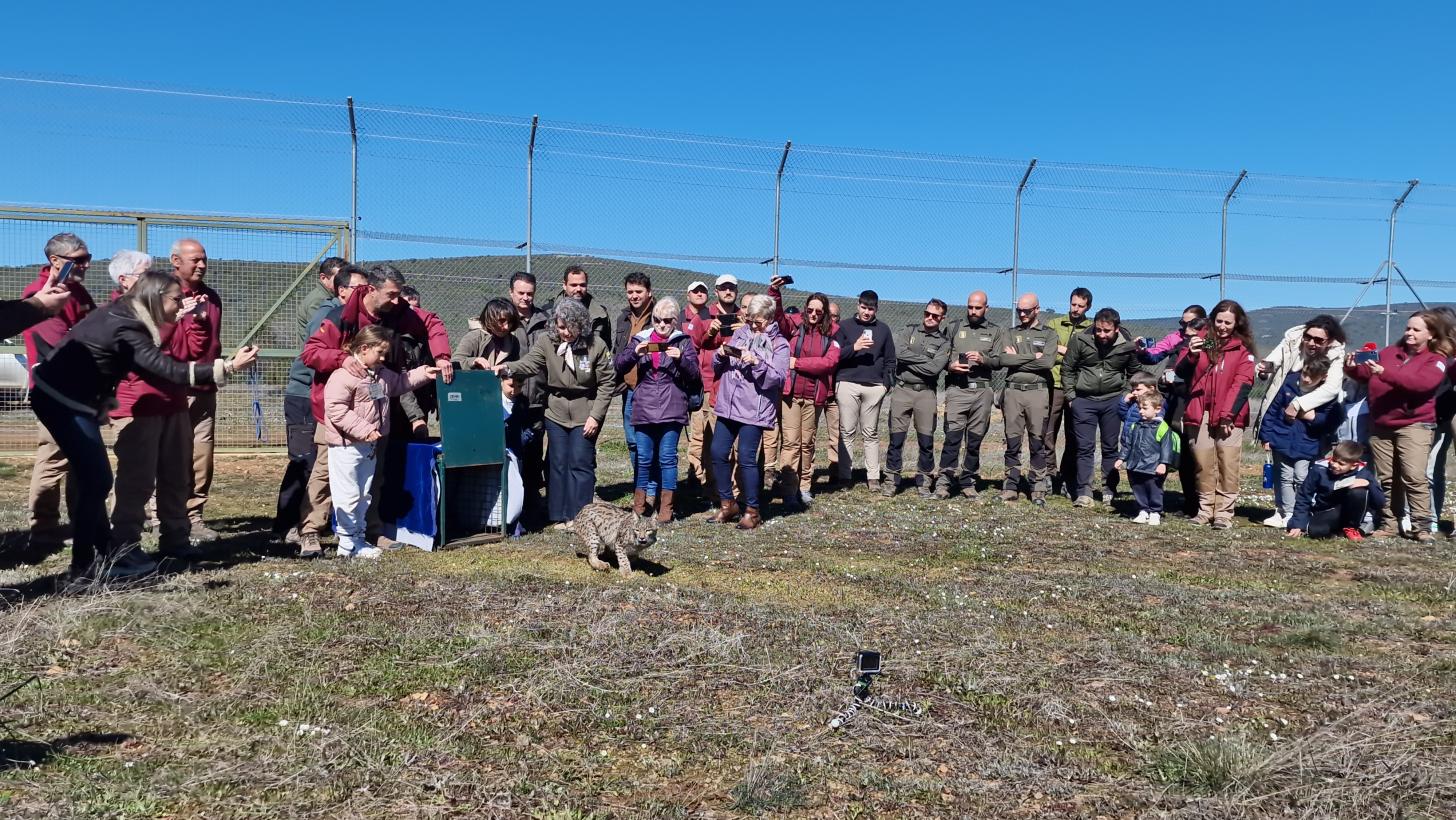 El Gobierno de Castilla-La Mancha realiza la primera suelta de un lince ibérico en el parque nacional de Cabañeros para crear un corredor que siga impulsando la recuperación de la especie