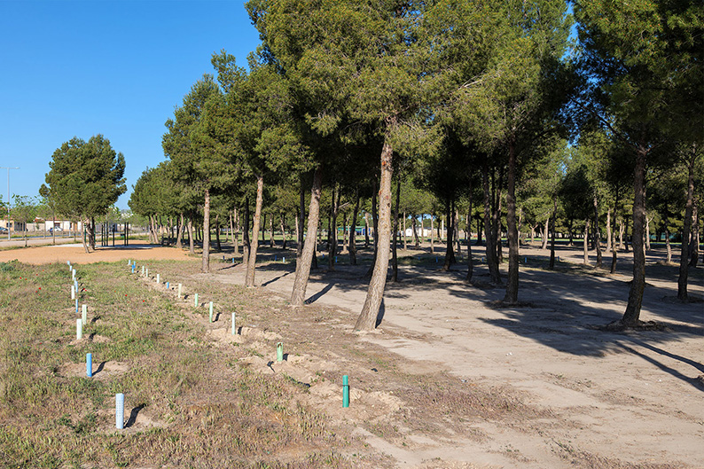 El Ayuntamiento de Argamasilla de Alba reduce considerablemente la presencia de la procesionaria del pino