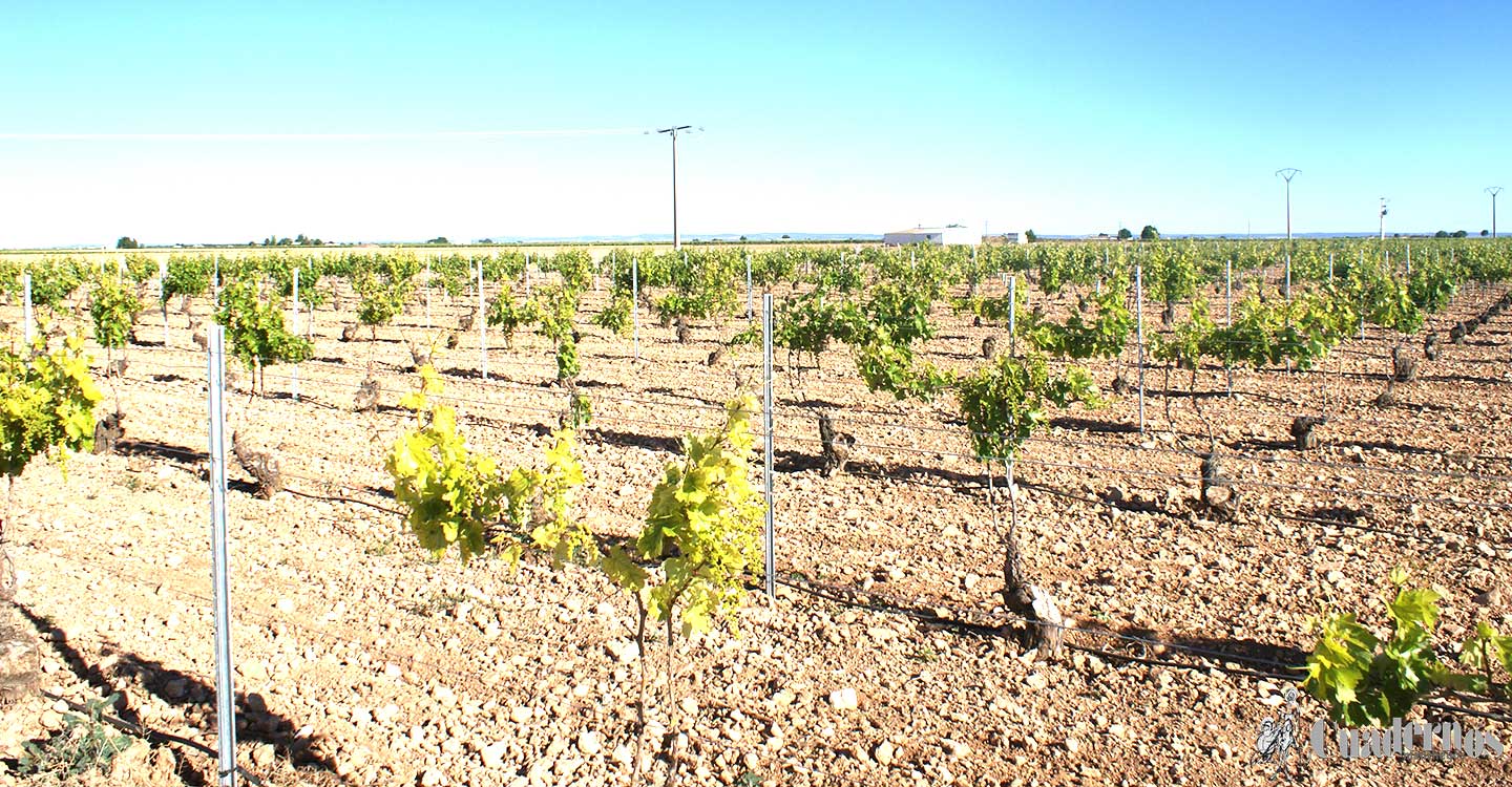 ASAJA Ciudad Real recomienda adecuar siempre que sea posible los horarios de trabajo en el campo teniendo en cuenta las altas temperaturas