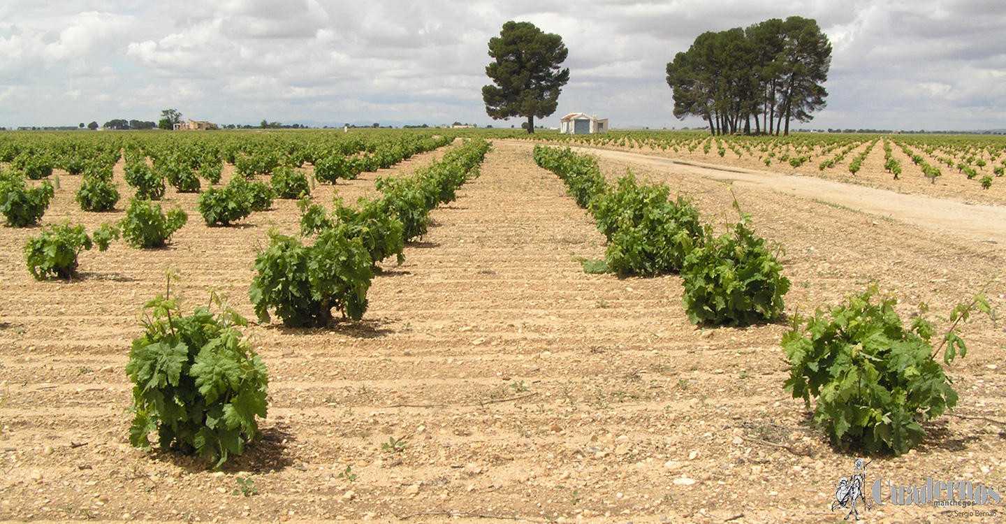 Resuelta la convocatoria de ayudas a la reestructuración de viñedo por 53,7 millones para 1.679 viticultores 