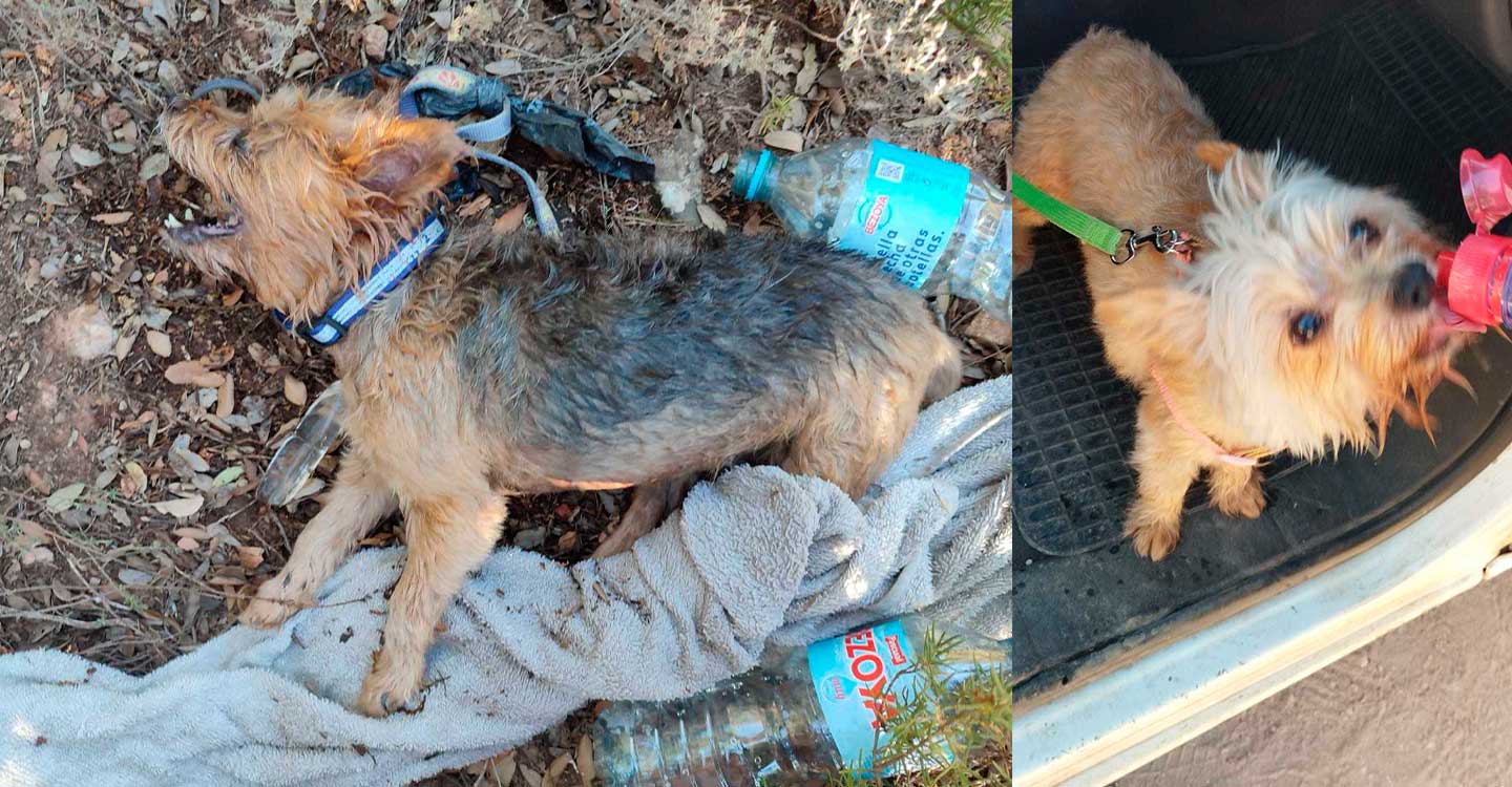 SEPRONA rescata a dos perros en el Parque Natural de las Lagunas de Ruidera (Ciudad Real)