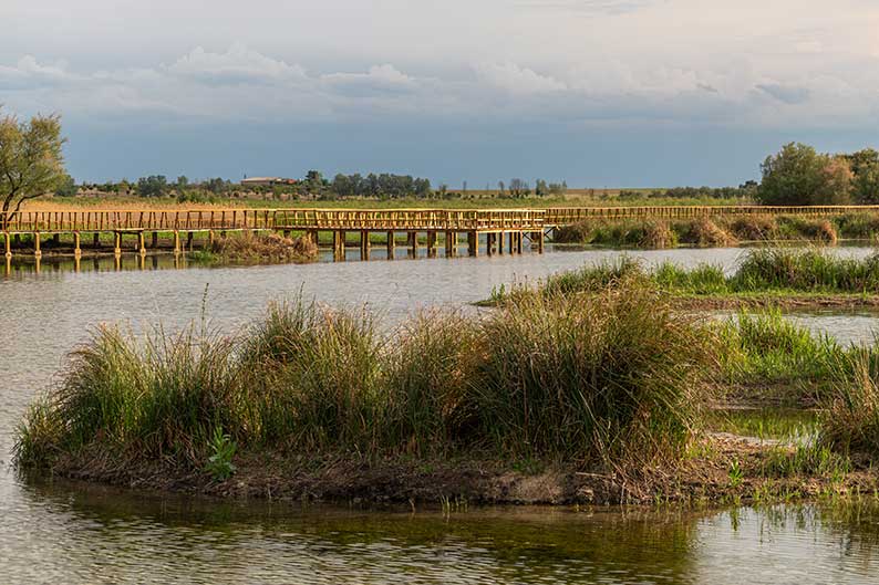 Las principales organizaciones ambientales reclaman un plan urgente que salve el Parque Nacional de las Tablas de Daimiel