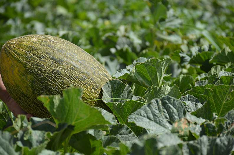 Termina la campaña con precios ajustados para el melón y negativos para la sandía