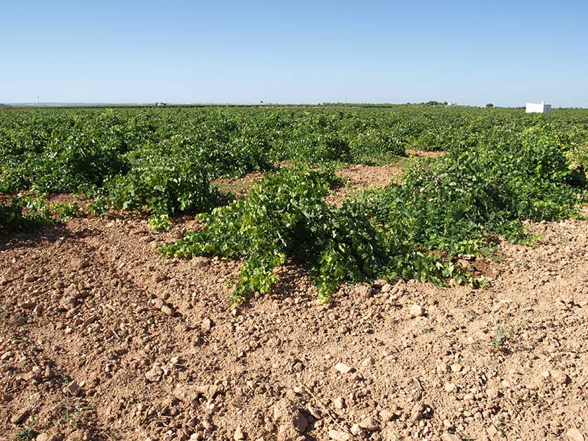 Se estiman en 350 millones de euros las pérdidas ocasionadas a pequeños viticultores de Castilla-La Mancha por el arranque forzoso de sus viñas 