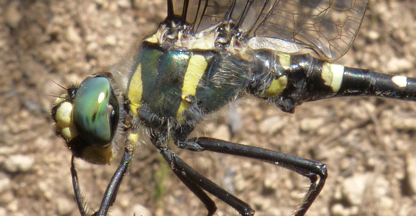 Agentes Medioambientales de la demarcación de Carboneras de Guadazaón descubren en Cuenca una libélula en peligro de extinción 
