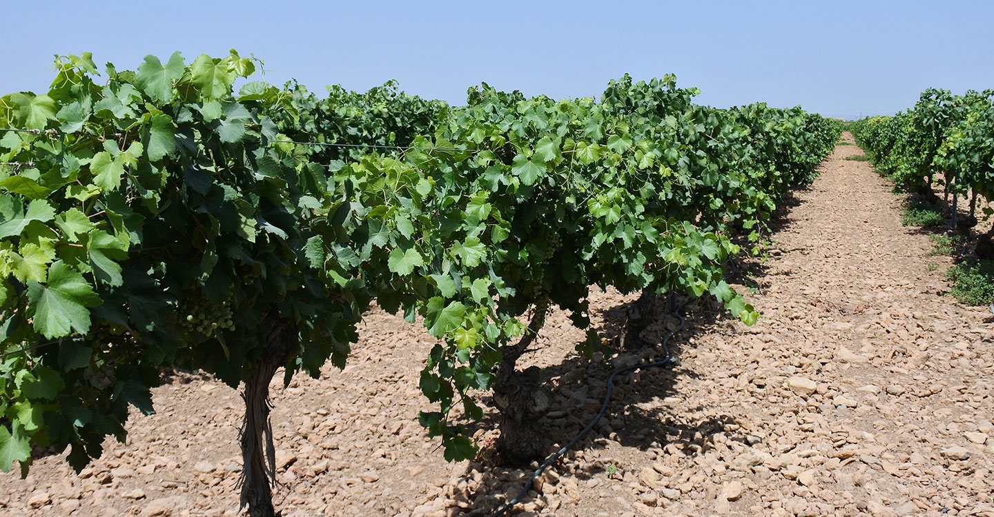 El Gobierno regional abona más de 636.000 euros en ayudas a la restructuración del viñedo a un total de 107 beneficiarios de la provincia de Cuenca