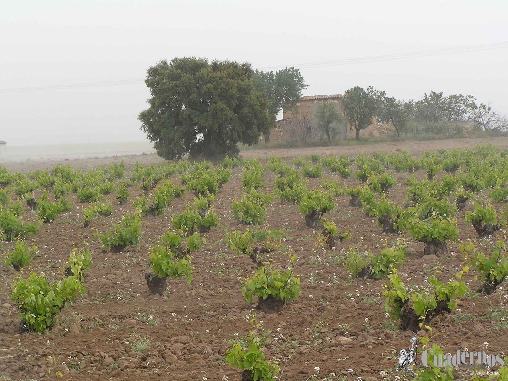 El Gobierno de Castilla-La Mancha abona más de 1,7 millones de euros en ayudas a jóvenes agricultores de la provincia de Cuenca para la creación de sus empresas 