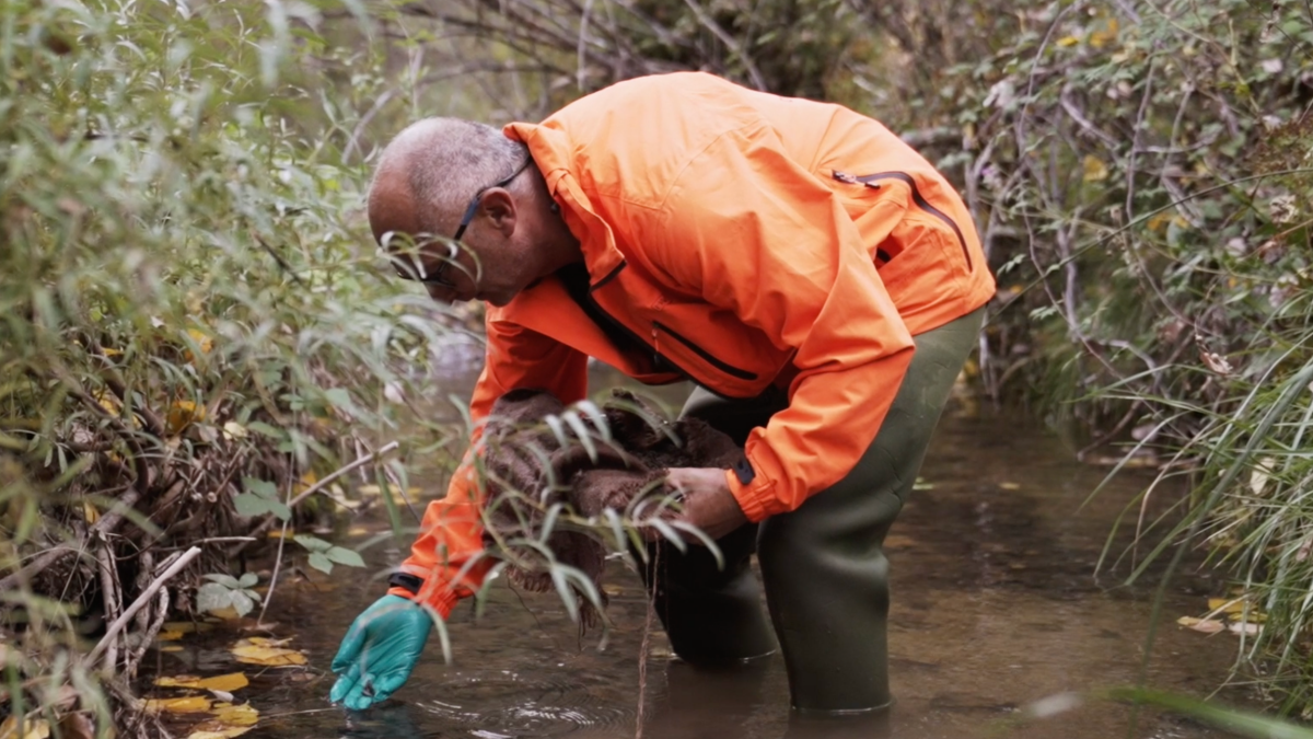 Liberan 3.000 ejemplares de cangrejo ibérico para reintroducirlos en el río Tejadillos 