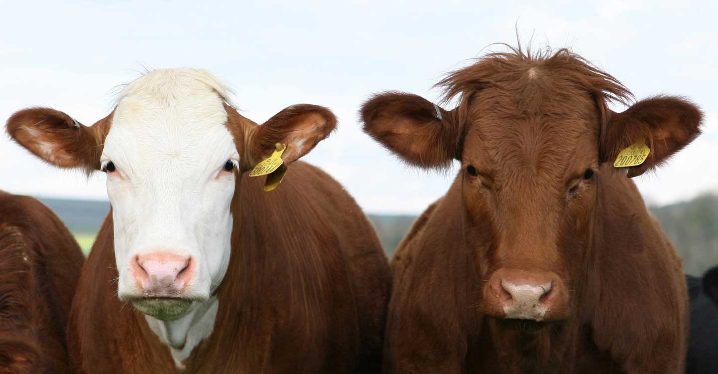 10,4 millones de euros de ayudas se abonarán al pastoreo para los ganaderos de extensivo de ovino, bovino y caprino este mes de junio 