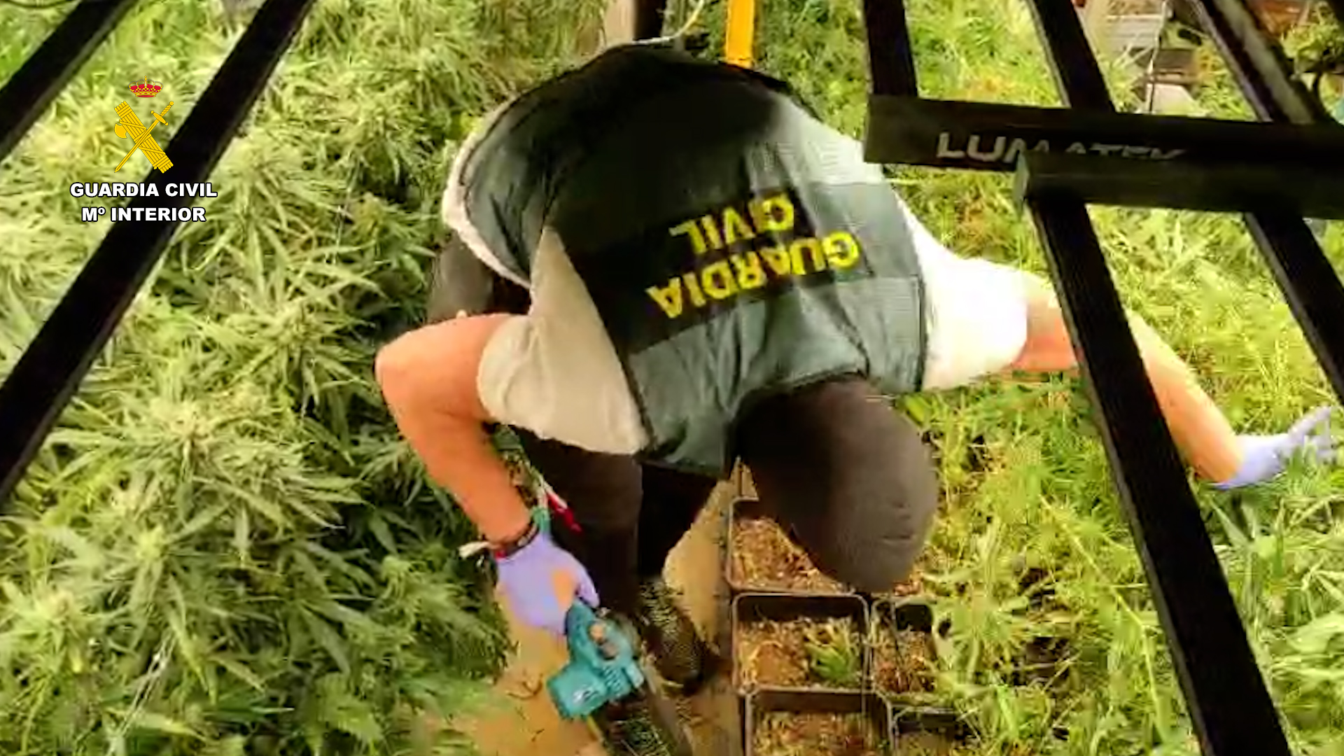 Desmantelada en Villanueva de la Torre una plantación de marihuana de alto rendimiento