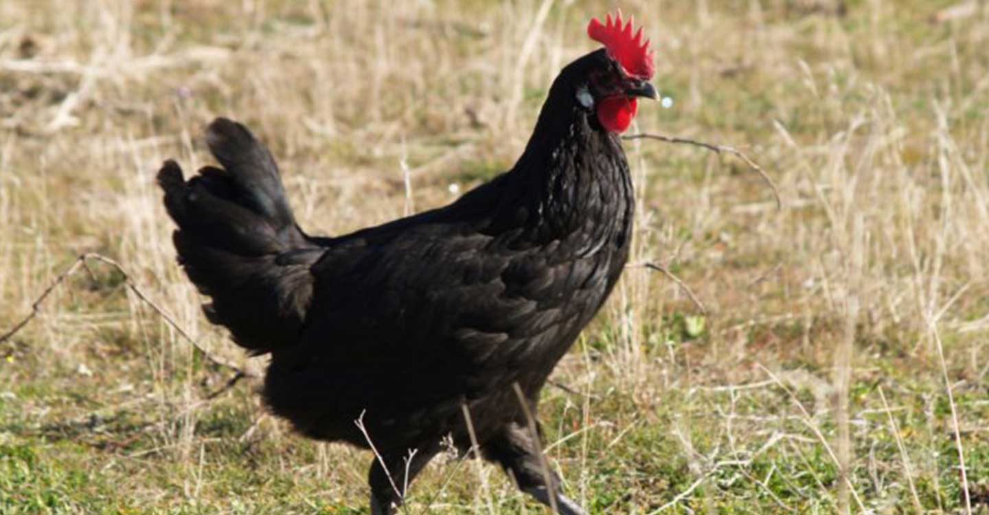 El Gobierno de Castilla-La Mancha impulsa la reintroducción de la gallina negra castellana en el medio rural a través de un programa de recuperación  