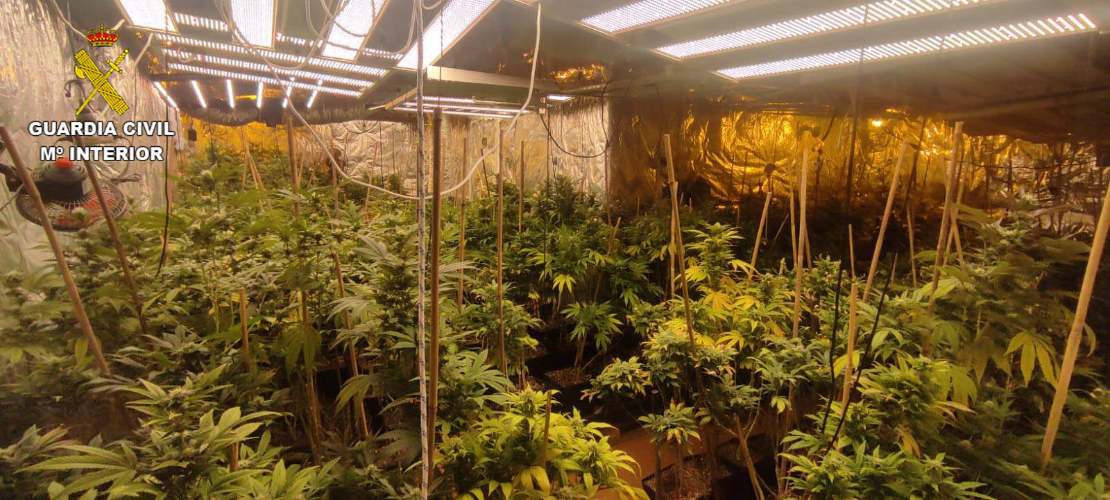 La Guardia Civil desmantela dos plantaciones de marihuana “indoor” en Torrejón del Rey y en Uceda