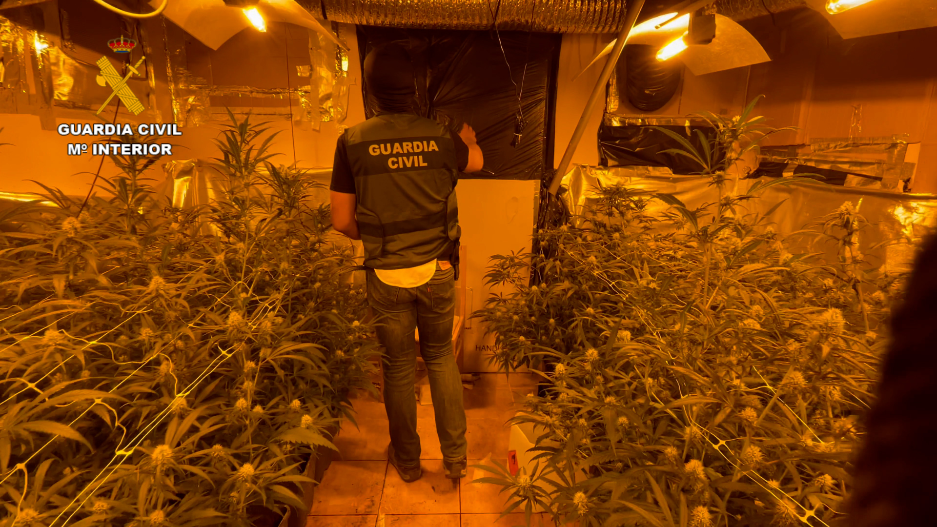 La Guardia Civil desmantela una plantación de marihuana “indoor” en El Cubillo de Uceda