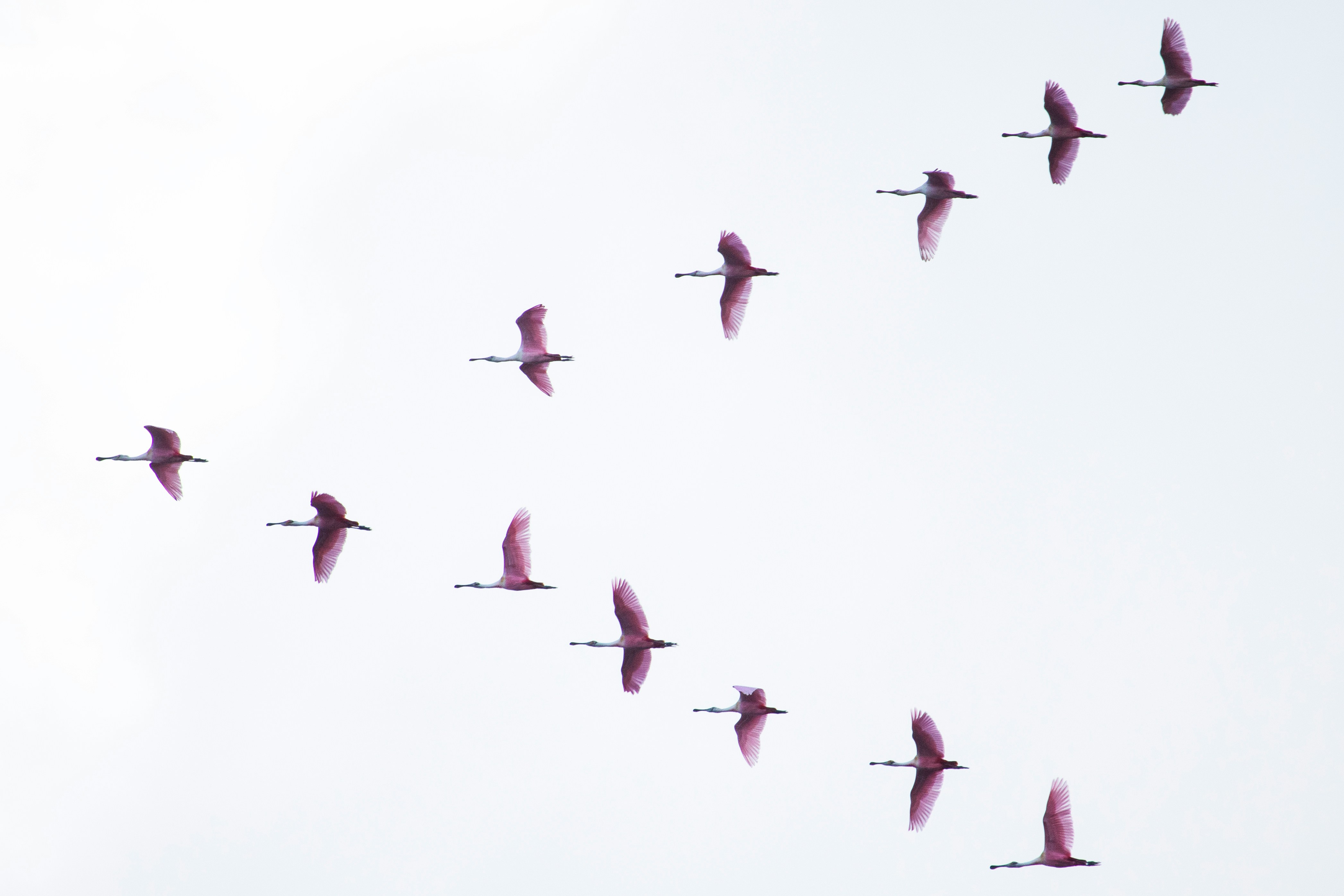 La migración de las aves: un viaje de riesgo